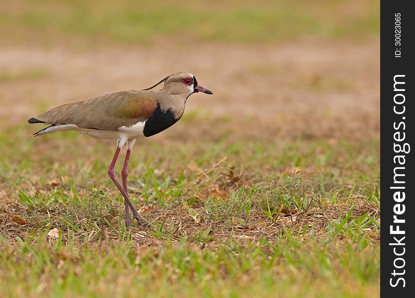 An adult Southern Lapwing standing in a soccer field in Gamboa, Panama.