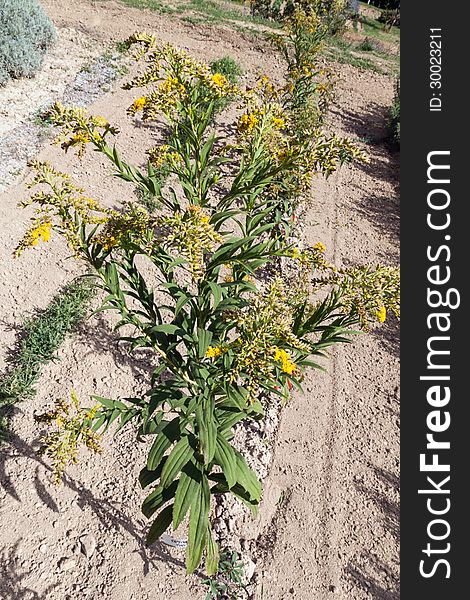 Cultivation of goldenrod in a Botanical Garden