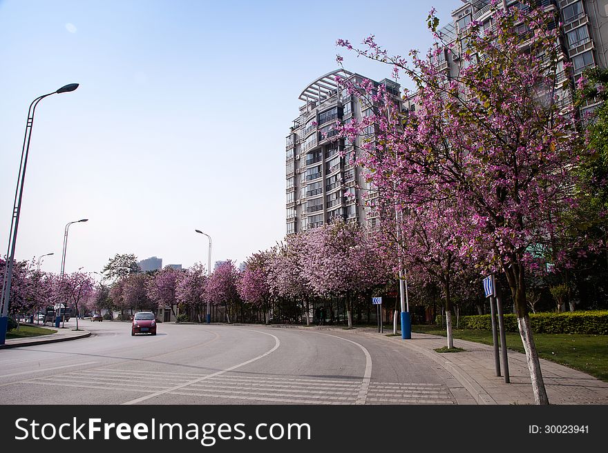 City road with bauhinia flowers