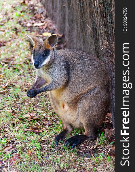 This rare species of wallaby has found a home at the Kuranda Village wildlife sanctuary, near Cairns. This rare species of wallaby has found a home at the Kuranda Village wildlife sanctuary, near Cairns.