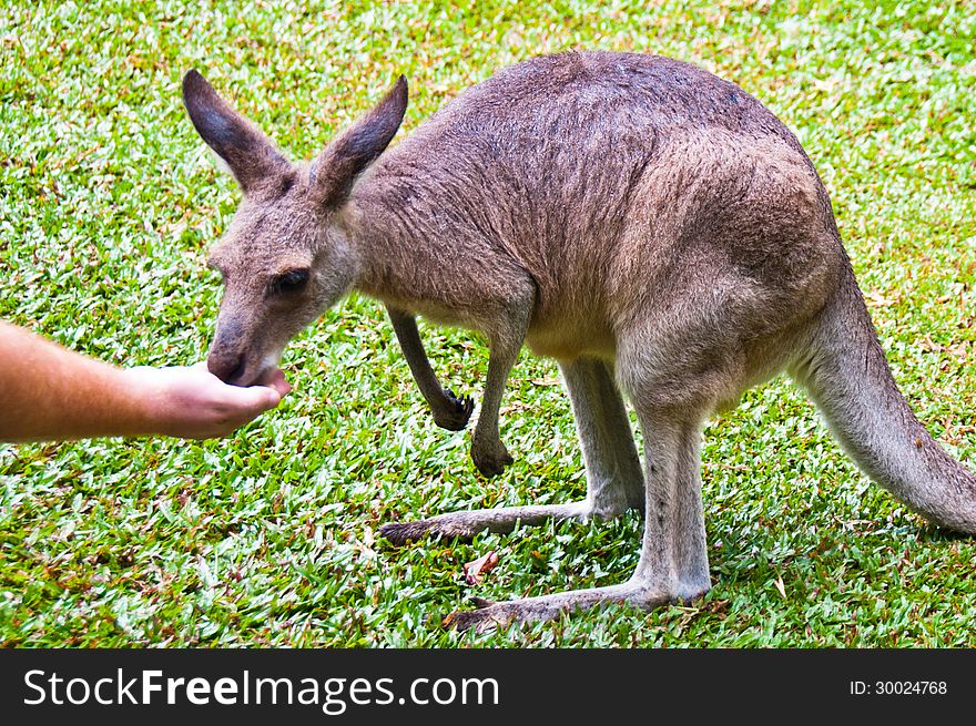 Visitors to this wildlife sanctuary enjoy feeding the baby wallabies that find a refuge here. Visitors to this wildlife sanctuary enjoy feeding the baby wallabies that find a refuge here.