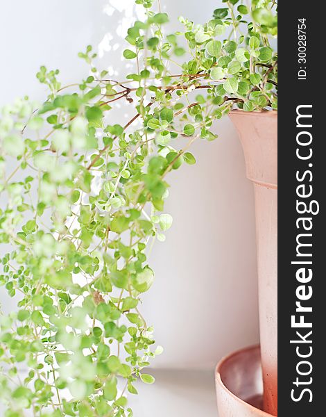 Growing An Indoor Herb Garden. Growing An Indoor Herb Garden