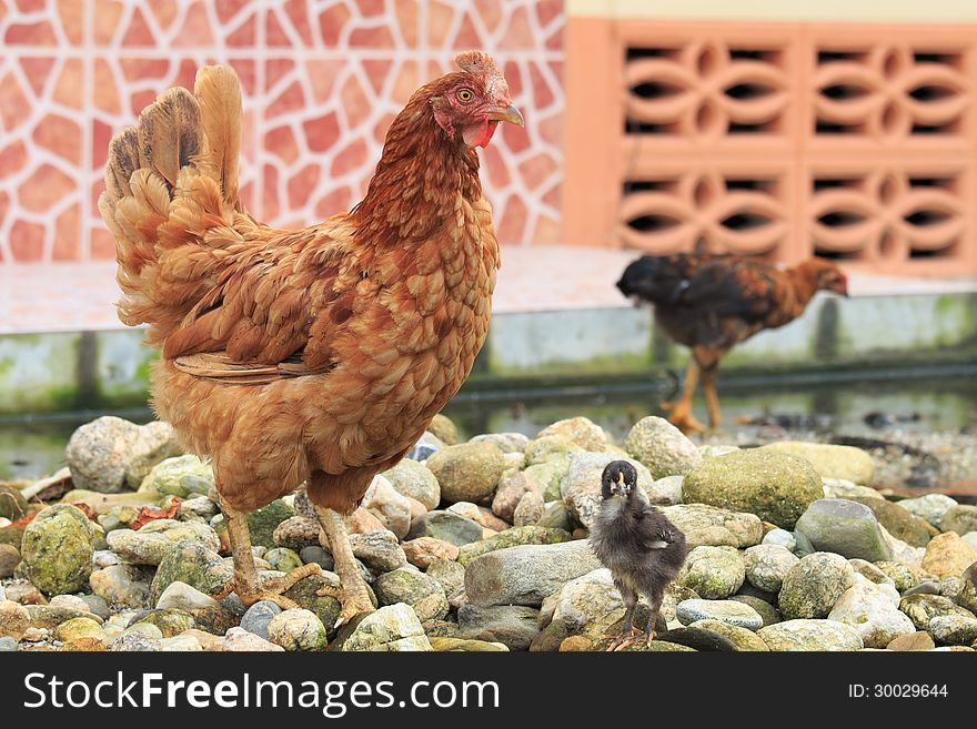 Hen And Chick Standing On Pebbles