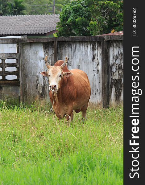 Brown Cow in the local field in Thailand