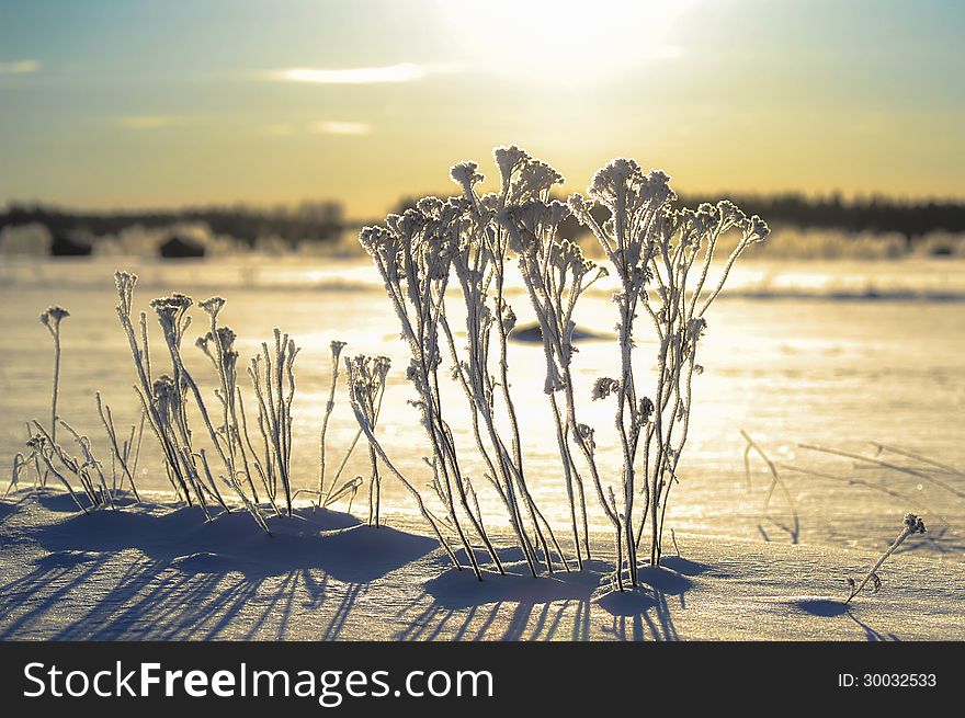 Frosty plants taking a sunbath in winter. Frosty plants taking a sunbath in winter.