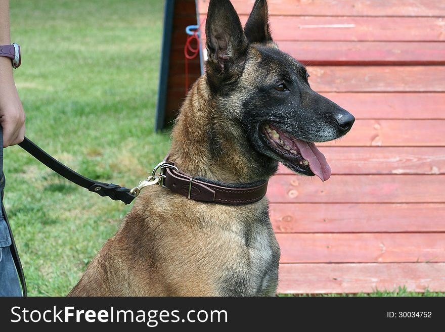 Fighting dog Belgian Malinois Breed ready for operation.