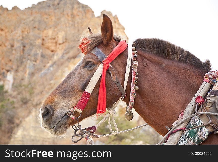 The brown horse head with colored harness