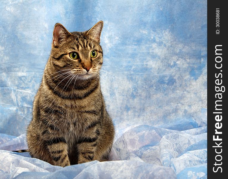 Beautiful European cat in front on a blue background. Beautiful European cat in front on a blue background