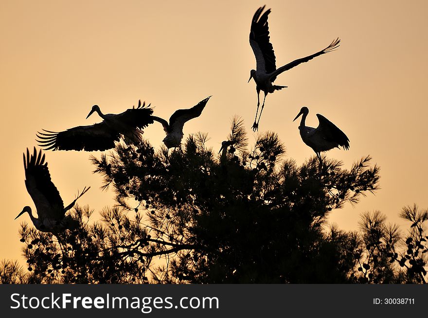 Stork silhouette of tree laid out on the. Stork silhouette of tree laid out on the