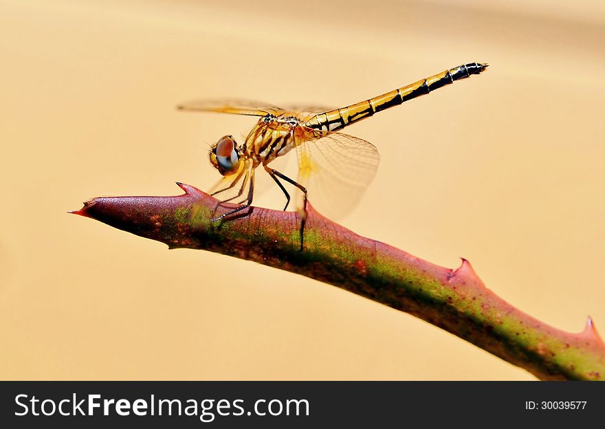 Close up of Dragonfly on aloe vera