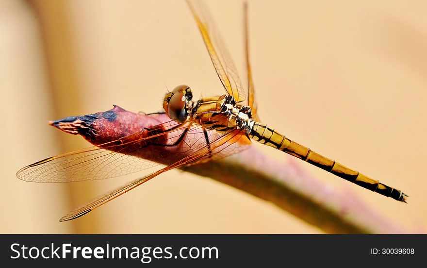 Close up of Dragonfly on aloe vera