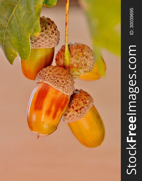 Close up of oak branch with foilage and acorns. Close up of oak branch with foilage and acorns