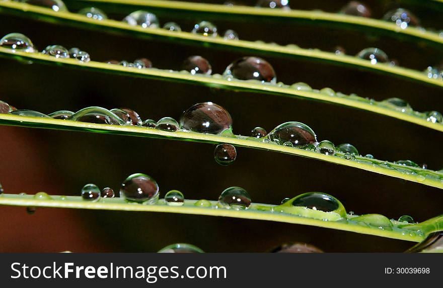 Close up of rain drops on palm leafs. Close up of rain drops on palm leafs