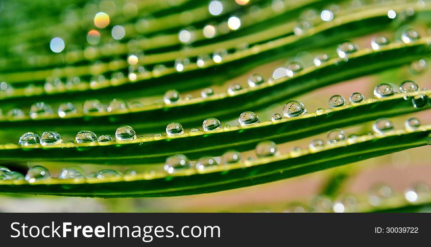 Close up of rain drops on palm leafs. Close up of rain drops on palm leafs
