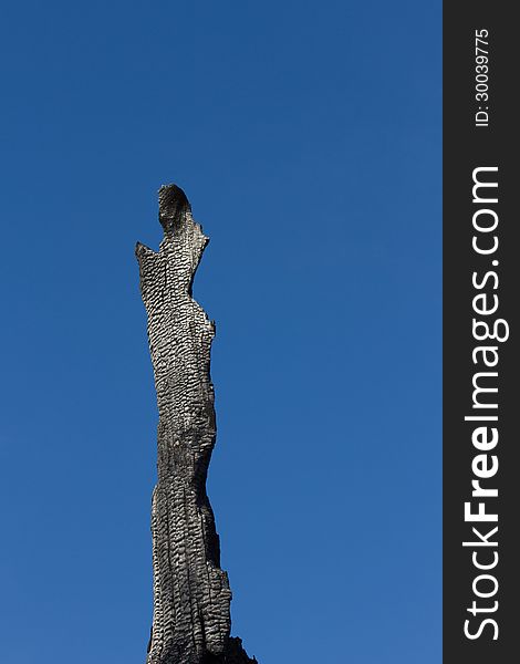 Remains of burnt tree on fire with blue sky background. Remains of burnt tree on fire with blue sky background