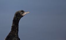 Pygmy Cormorant Royalty Free Stock Images