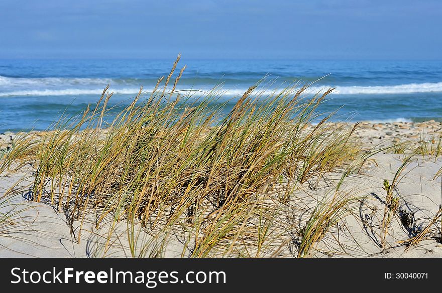 Landscape with dune grass on an atlantic ocean beach