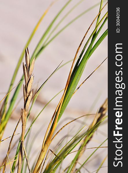 Close up of dune grass on an atlantic ocean beach