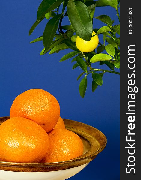 Tangerines in a bowl and twig with ripening lemon on dark blue background