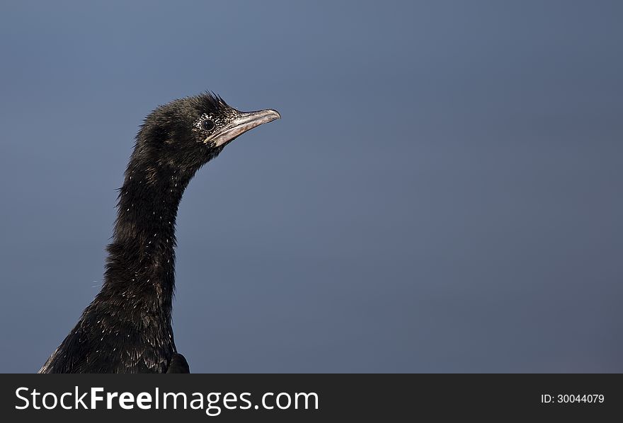 A close up of a pygmy cormorant