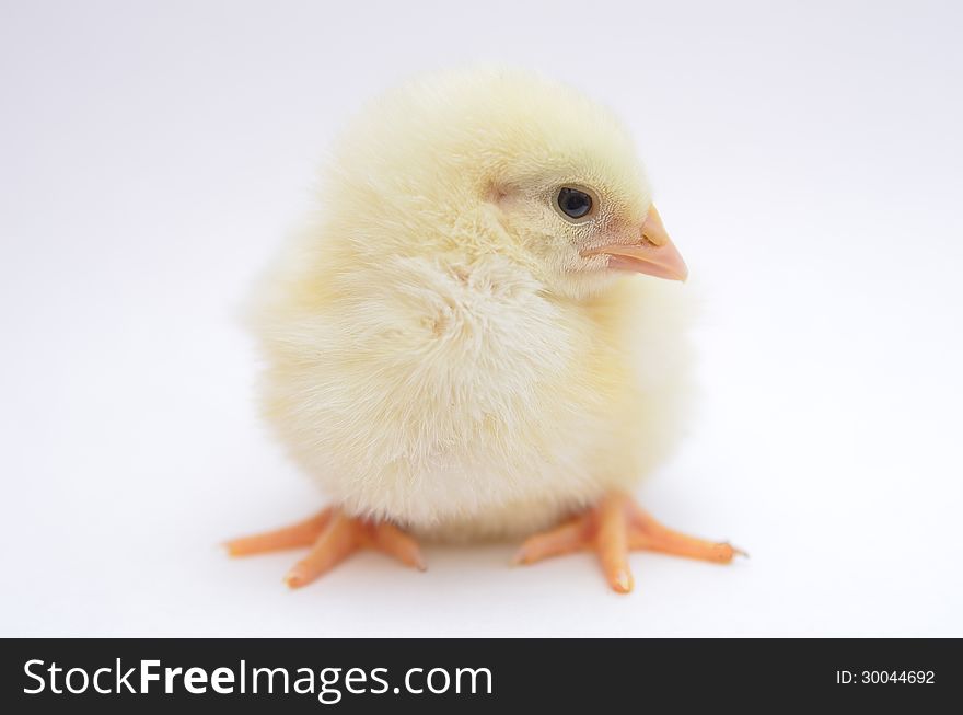 Young chick on a white background