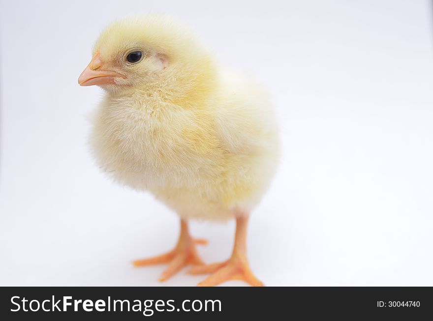 Young chick on a white background