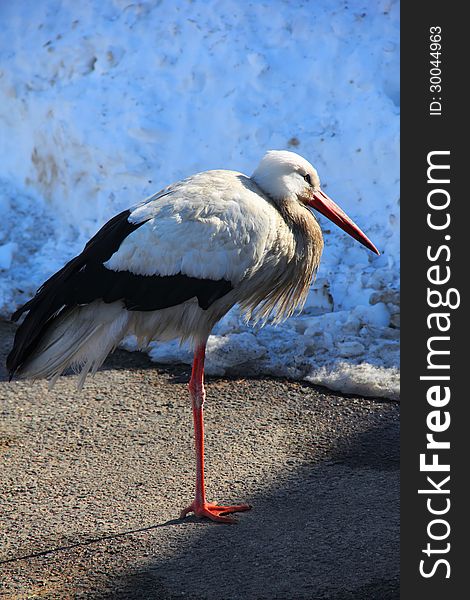 White stork (Ciconia ciconia) wintering in city. White stork (Ciconia ciconia) wintering in city
