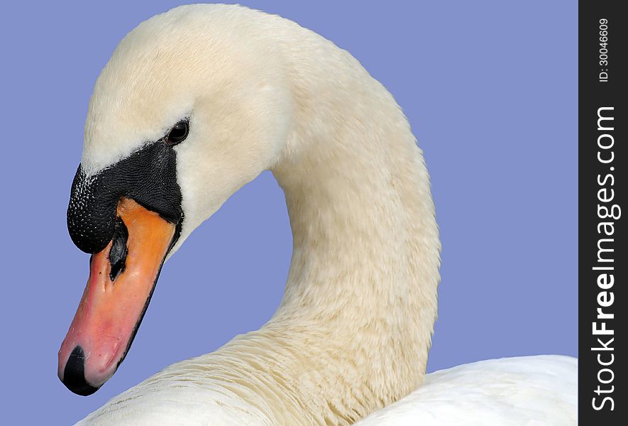 White swan