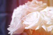 Beautiful Roses Royalty Free Stock Images