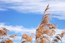 Winter Reeds Stock Image