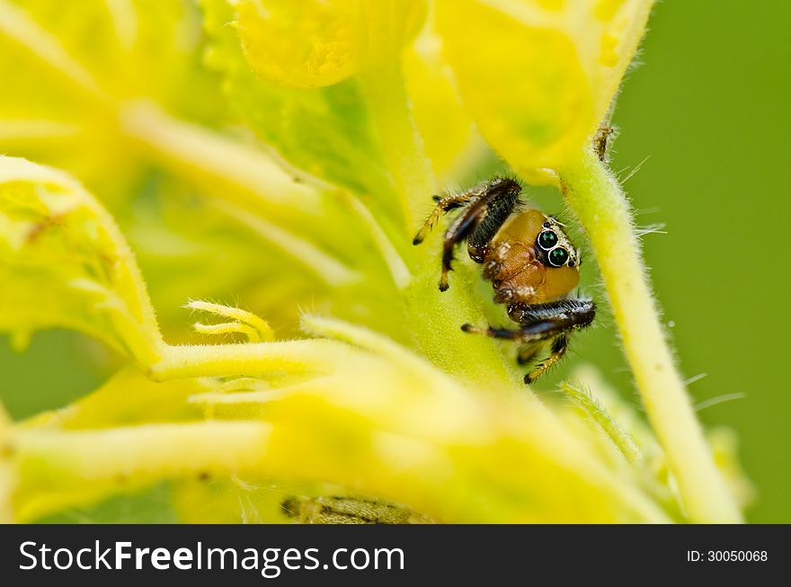 Jumping spider front. Hiding on the top yellow grass.