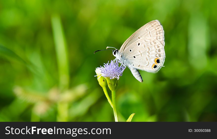 Cycad Blue or Plains Cupid, Small butterfly on Goat Weed flower in summer of Thailand, wide screen 16:9. Cycad Blue or Plains Cupid, Small butterfly on Goat Weed flower in summer of Thailand, wide screen 16:9