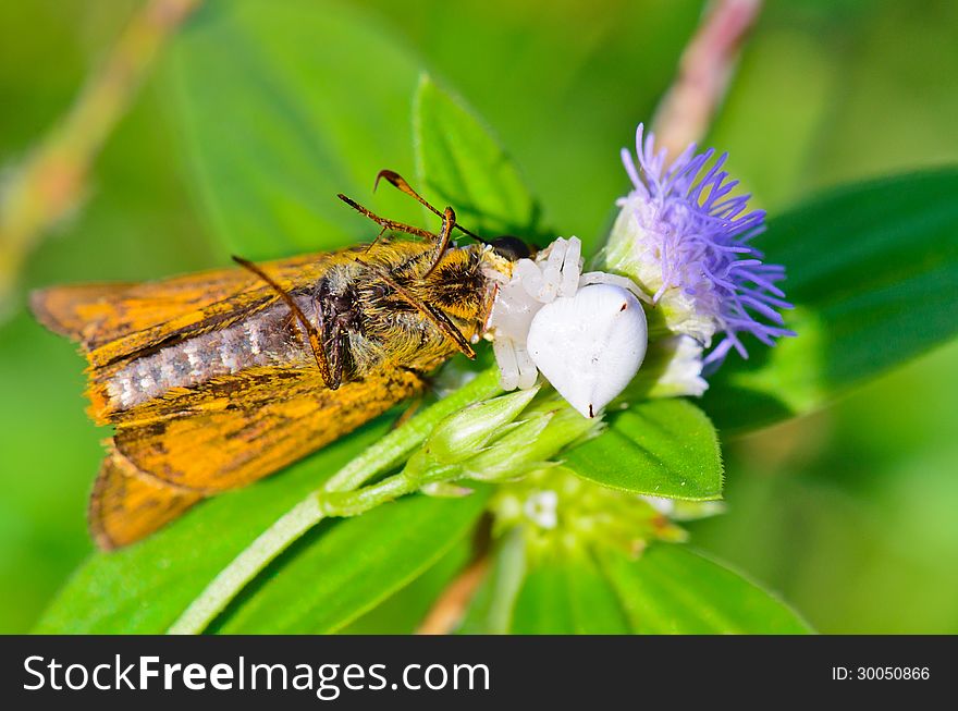 White Crab Spider on flower