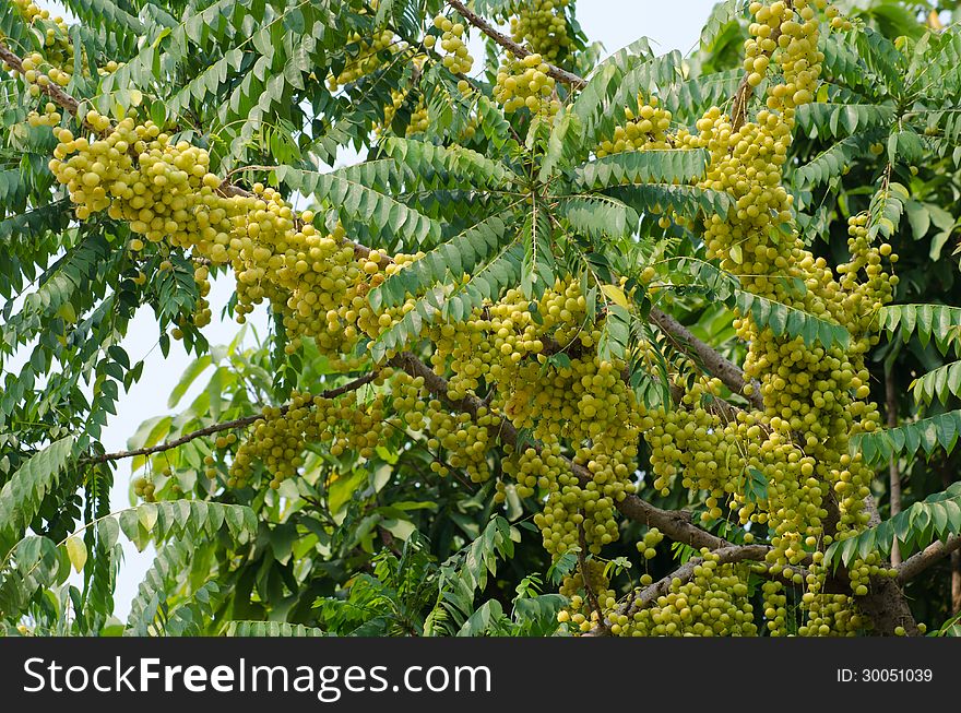 Star gooseberry growing on tree. Star gooseberry growing on tree