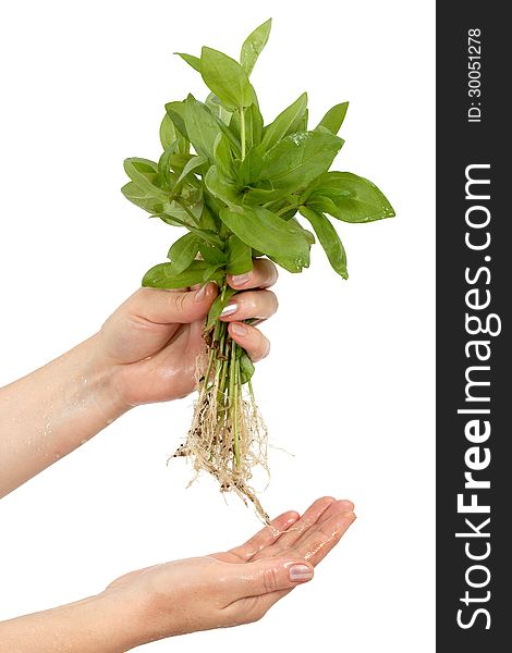 Human Hand And Young Plant