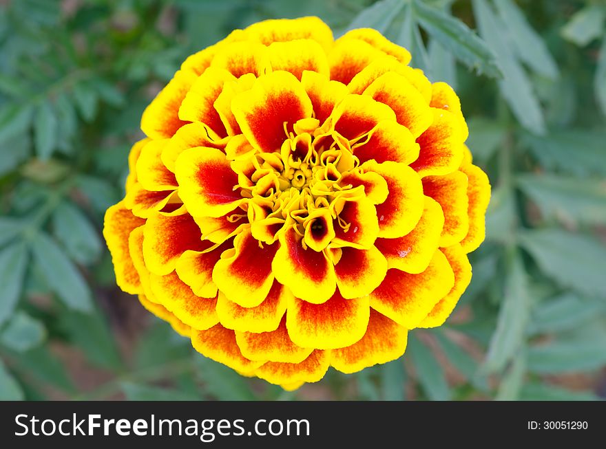 Close up of french marigold