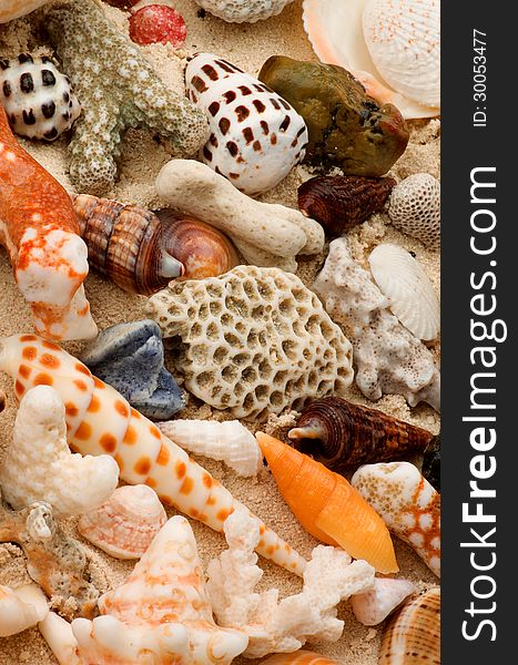 Ocean Shells, Conch Shells, Corals Pieces and Pebbles closeup as Background. Ocean Shells, Conch Shells, Corals Pieces and Pebbles closeup as Background