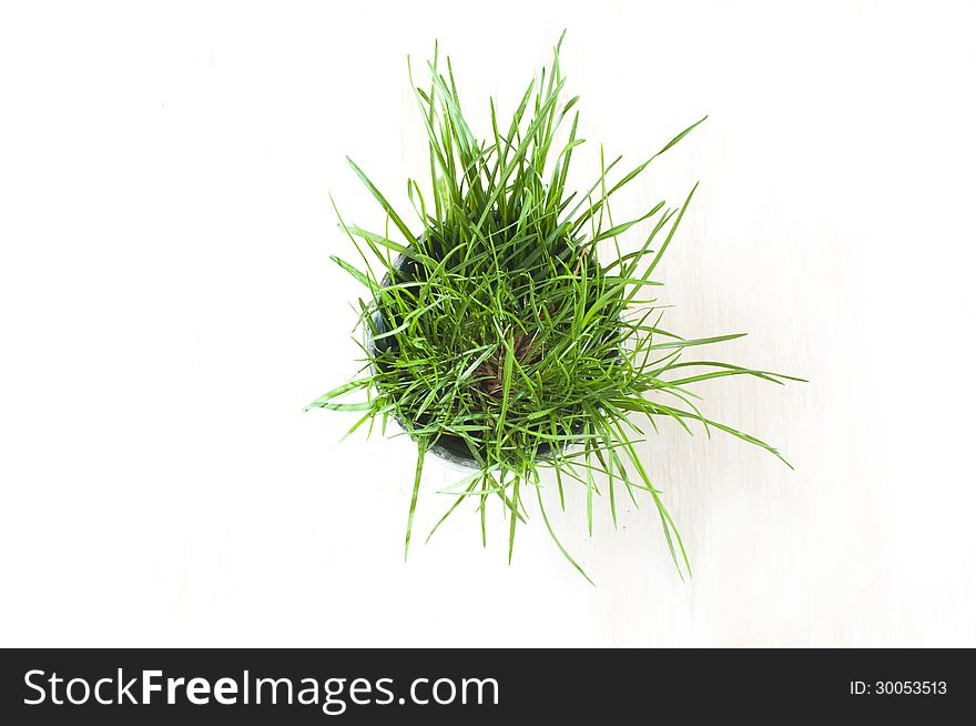 Green grass in a pot, top view