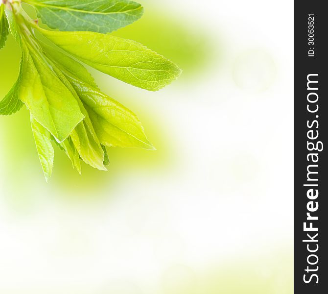 Young green leaves, squared background