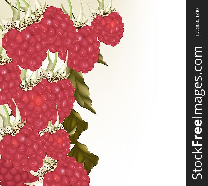 Vector realistic background with fresh raspberry on branch. Vector realistic background with fresh raspberry on branch