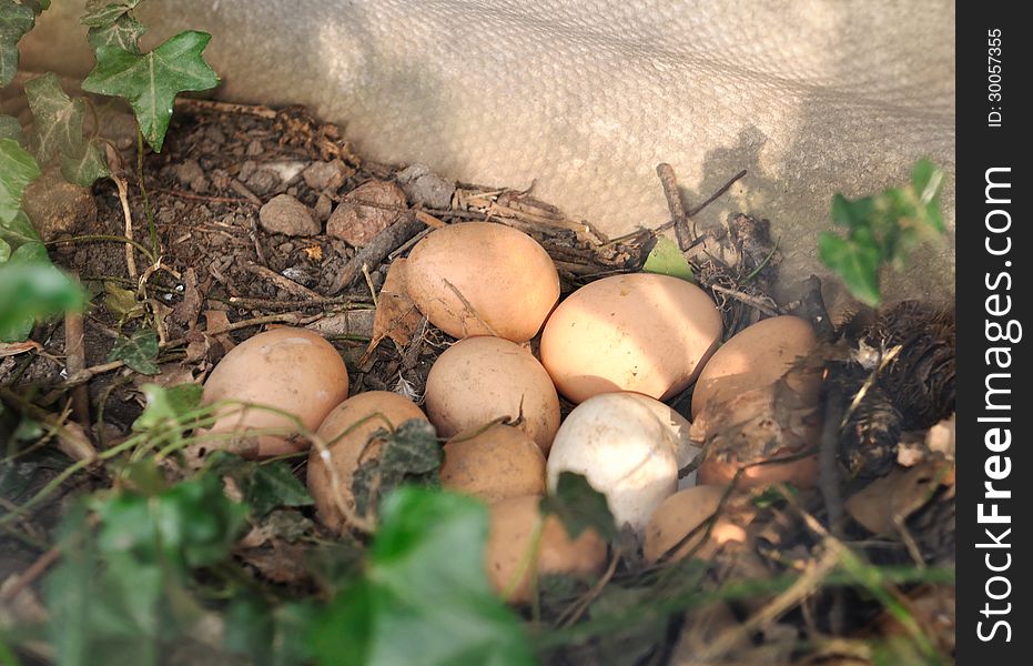 Ground fresh eggs hidden in a barn