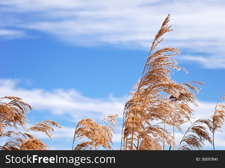 Winter reeds and blue sky