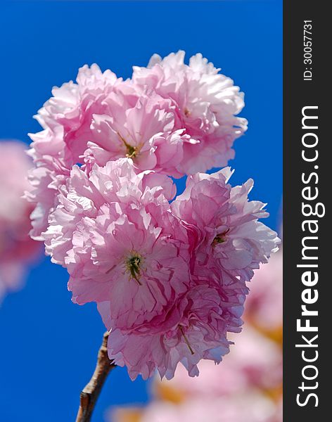 Beautiful Pink Blossom On A Blue Sky Background