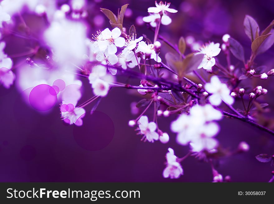 Fantastic cherry blossoms on a spring day. Beautiful pink colors.