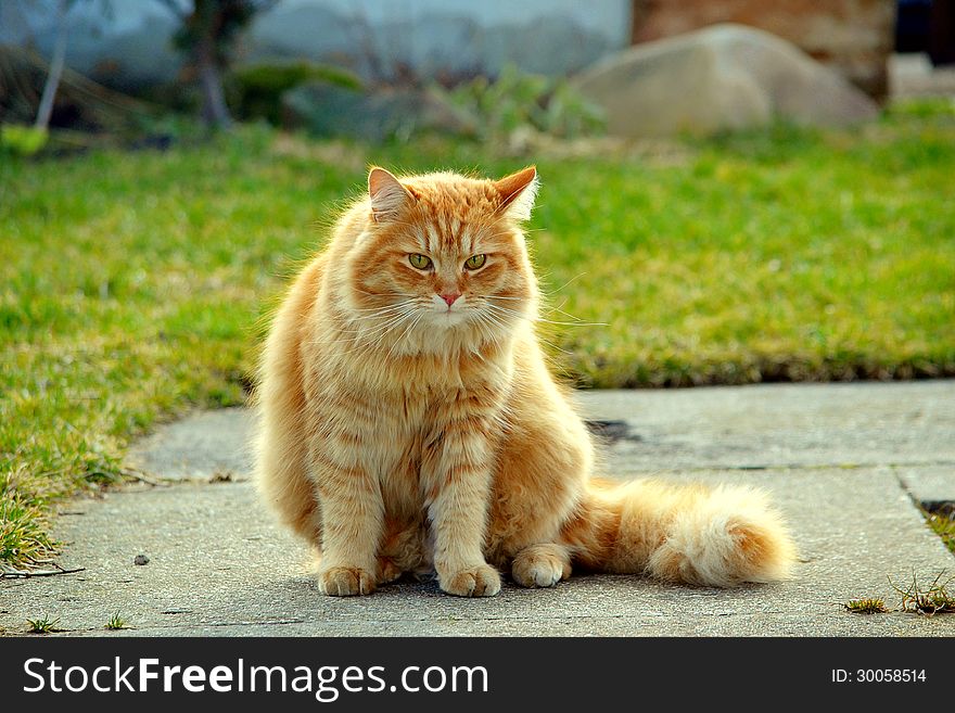 Ginger cat in the garden. Ginger cat in the garden