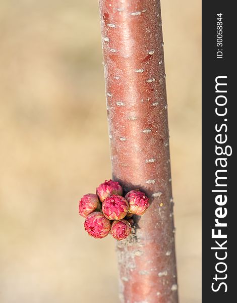 The close-up of cluster of flower buds. Scientific name: Prunus triloba