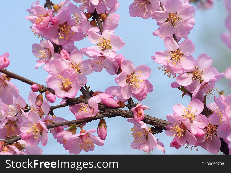 The plum blossoms are blooming in spring.