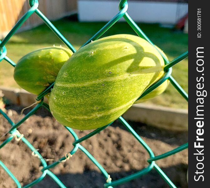 cucumber that has grown between wire fence in backyard garden. cucumber that has grown between wire fence in backyard garden