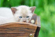 Close Up Face Burmese Chocolate Kitten Outdoors Stock Image Close Up Face Burmese Chocolate Kitten Outdoors Stock Image