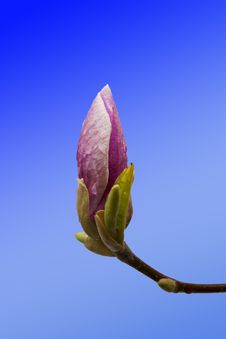 Pink Magnolia Flower Bud Closeup Royalty Free Stock Photo Pink Magnolia Flower Bud Closeup Royalty Free Stock Photo